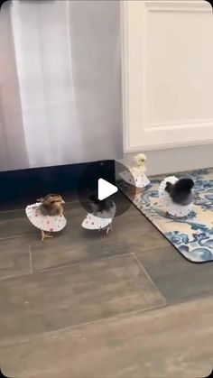 two small birds standing on top of a rug in front of a dishwasher