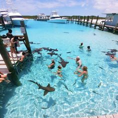 people are swimming in the water with sharks and other marine creatures around them at a dock