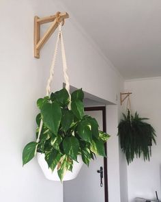 a potted plant hanging from the ceiling