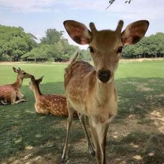 two deers are standing and sitting in the grass