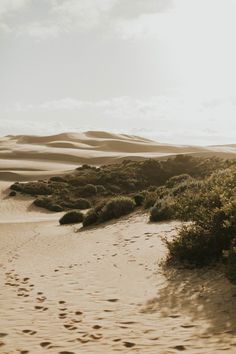 footprints in the sand near bushes and trees