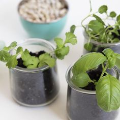 three small pots filled with plants on top of a table