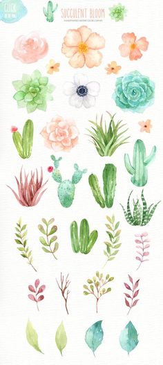 watercolor succulent bloom clipart set with flowers and plants on white paper