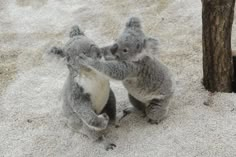 two koalas playing with each other in the sand next to a small tree