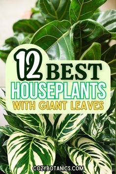 some houseplants that are green and white with the words 12 best houseplants with giant leaves