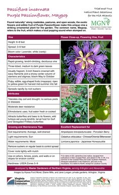 an information sheet with pictures of flowers and leaves