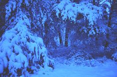 snow covered trees and bushes in the woods at night with blue light coming from behind them