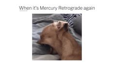 a brown dog laying on top of a bed