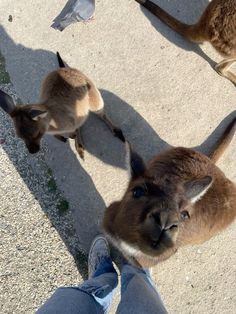 two kangaroos standing next to each other on the ground with one looking at the camera