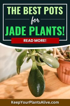 the best pots for jade plants read more