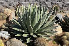 a large green plant sitting in the middle of some rocks