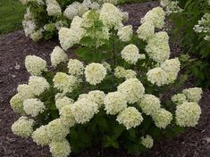 some white flowers are growing in the dirt