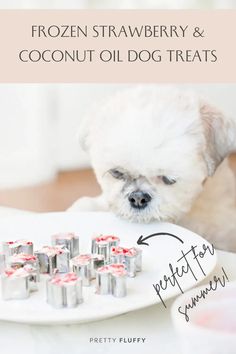 a small white dog sitting at a table with some food on it's plate