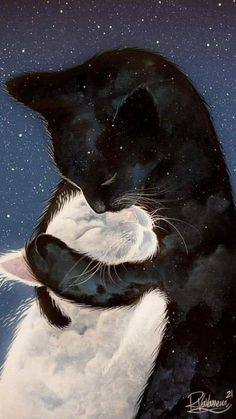 an image of a black and white cat hugging