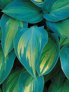 green and yellow leaves are shown in close up