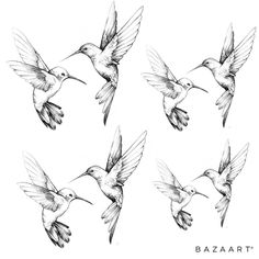 four drawings of hummingbirds flying in the air with their wings spread out and beaks open