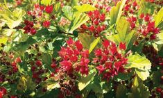 some red flowers and green leaves in the sun