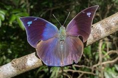 a purple butterfly sitting on top of a tree branch