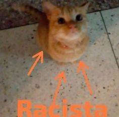 an orange cat sitting on top of a tile floor next to the words ratistaa