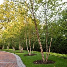 a tree lined path in the middle of a park