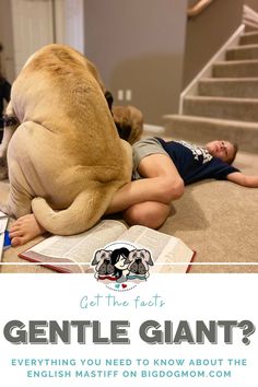 a person laying on the floor with a large dog next to them and text that reads, get the fact gentle giant? everything you need to know about the english mastf