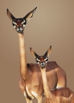 two giraffes standing next to each other with their heads turned towards the camera