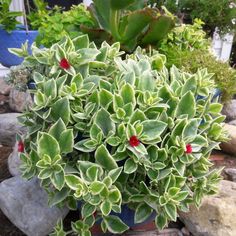 a potted plant with green leaves and red berries in it's center surrounded by rocks