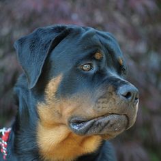 a black and brown dog with a red collar looking off into the distance while standing in front of some bushes