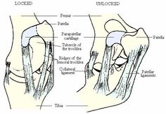 Horse Joints Anatomy, Horse Genetics, Horse Biomechanics, Horse Diagram Anatomy