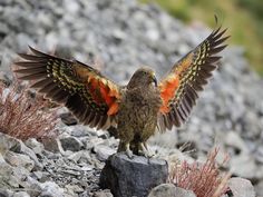 an orange and black bird with its wings spread out on top of a rocky area