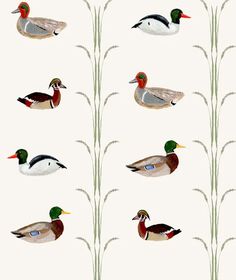 ducks and reeds on a white background