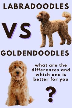 the differences between labradoodies and goldendoodles are shown in this poster