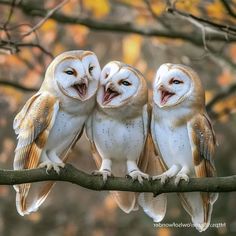 three owls sitting on a branch with their mouths open