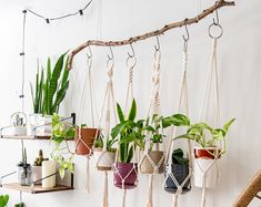 hanging plant pots with plants in them