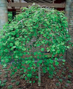 a small tree with lots of green leaves in front of a brick wall and building