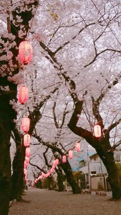 lanterns are hanging from trees in the park