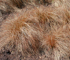 Sedge Weeping Brown Seeds Carex Flagellifera Seeds Perennial Ground Cover, Alpine Garden, Rock Gardens, Top Soil