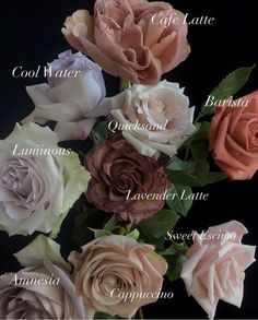 the names of different types of roses