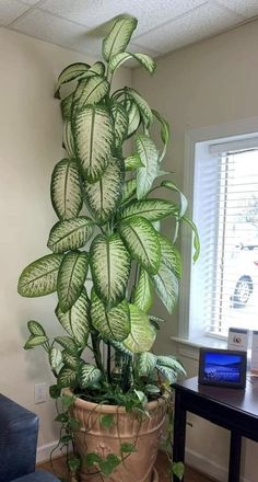 Plant Leaf Identification, Big House Plants, Recycled Garden Planters, Big Leaf Plants, Large Indoor Plants, Plant Goals, Philodendron Plant, Living Room Plants, Balcony Plants