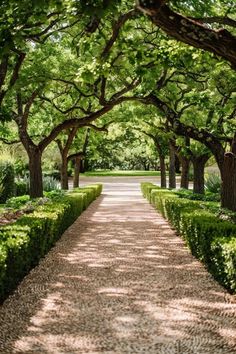 Tree Lined Driveway Ideas to Elevate Your Home Tree Avenue Driveway, Oak Tree Lined Driveway, Southern Driveway Entrance, Long Driveway To House, Willow Tree Driveway, Hedge Lined Driveway, Bushes Lining Driveway, Houses With Long Driveways, Long Driveway Ideas Country Roads