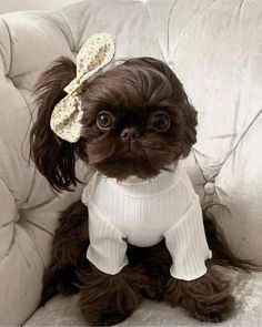 a small brown dog wearing a white sweater and a bow in it's hair