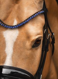 a close up of a horse's head with blue beads on its bridle