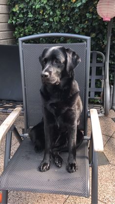 a large black dog sitting on top of a metal chair next to a green bush