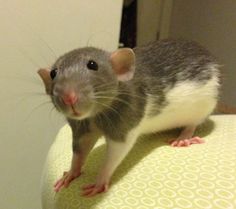 a gray rat sitting on top of a yellow chair next to a white and green wall