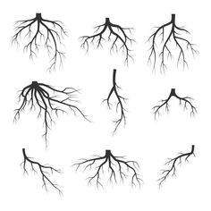 set of tree roots silhouettes on white background, each with its own individual branch