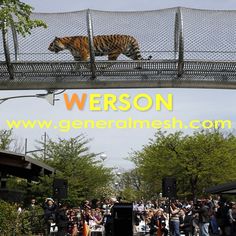 there is a tiger that is walking across the bridge and people are looking at it