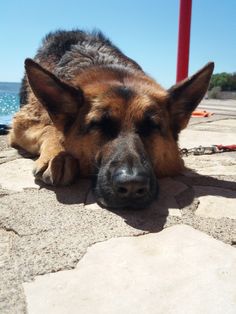 a dog laying on the ground next to a red pole and water in the background