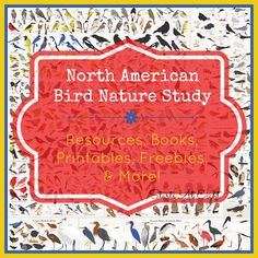 the north american bird nature study resources book includes printables and more for kids