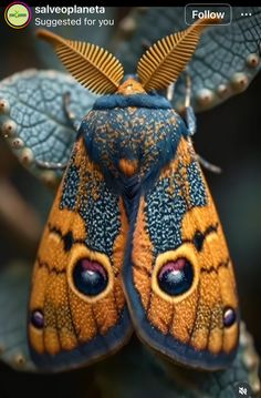 an orange and blue moth with large wings