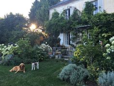 two dogs are sitting in the grass next to some bushes and flowers near a house